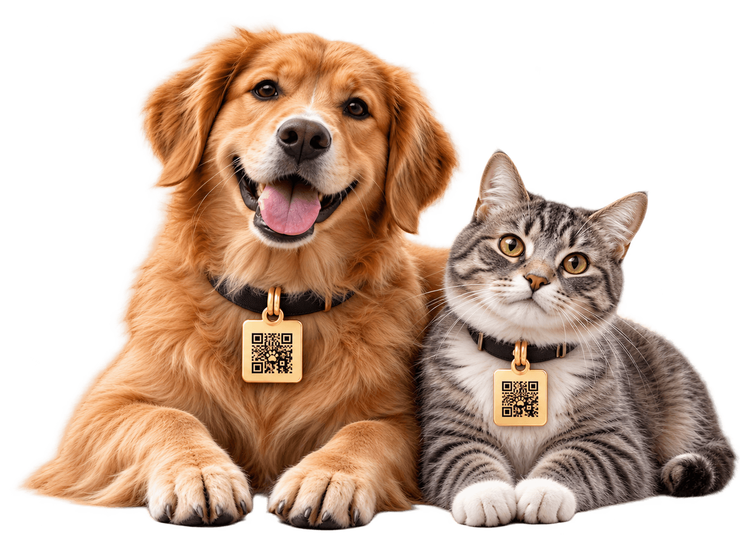 Un golden retriever y un gato, las dos mascotas de la familia PeluShow, con su placa QR visible.